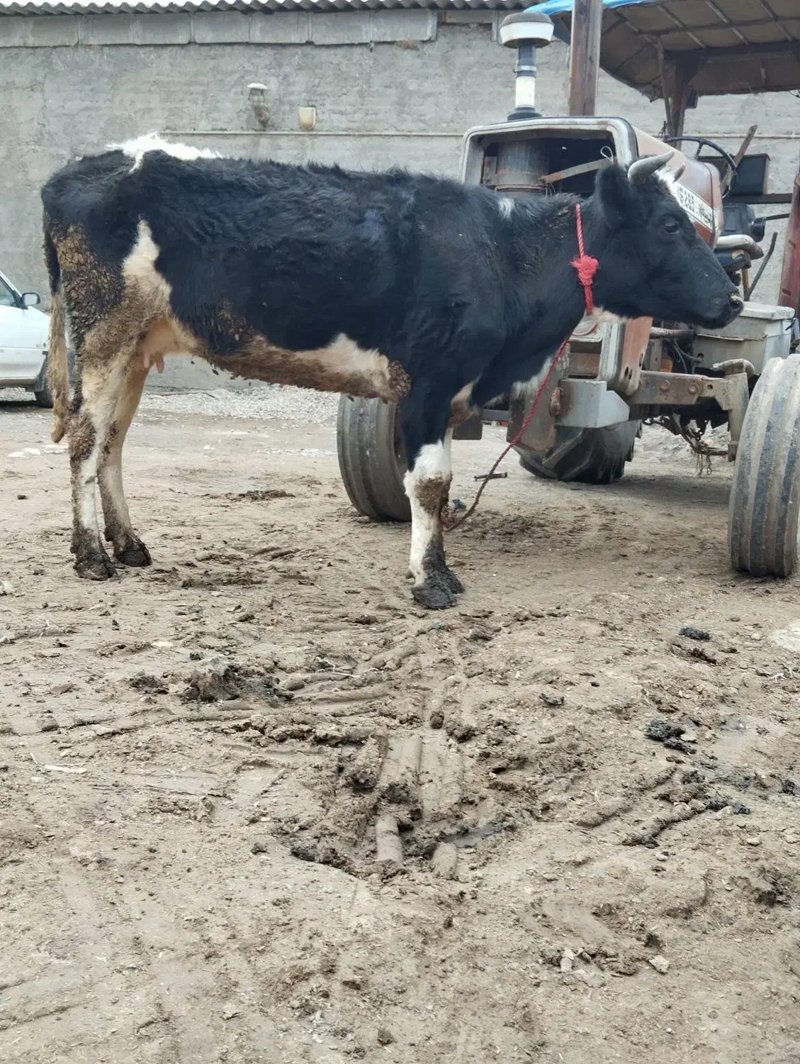 گاو ترکمن دورگ|حیوانات مزرعه|سیمین شهر, |دیوار