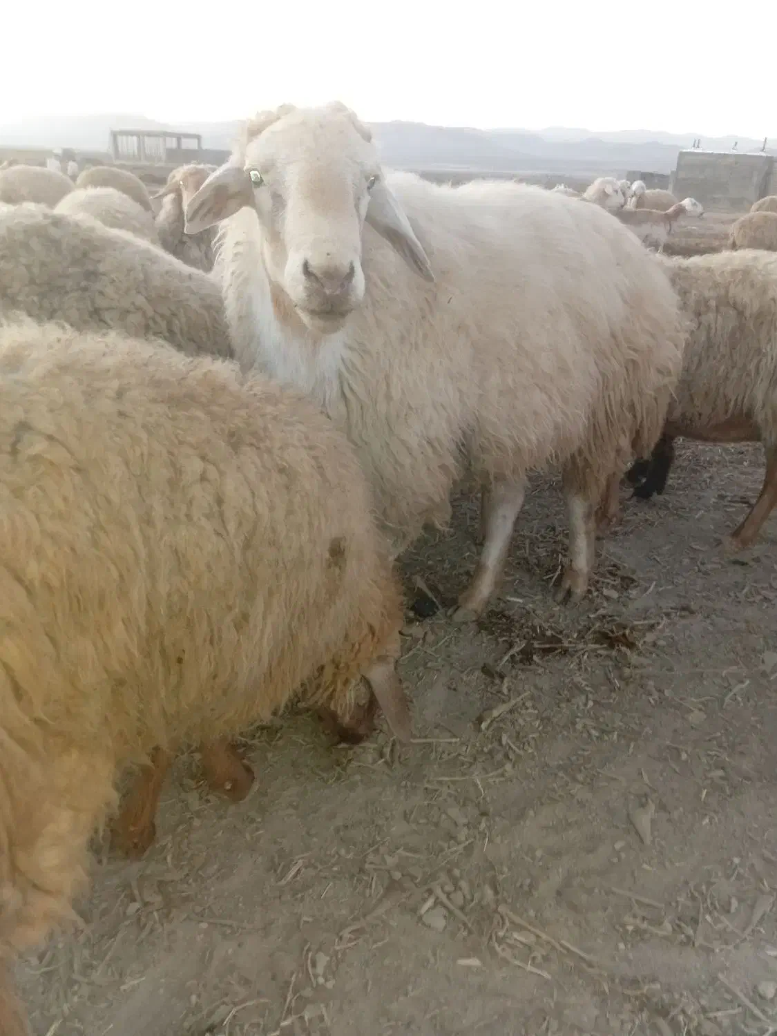 قوچ موغانی|حیوانات مزرعه|شیروان (خراسان), |دیوار