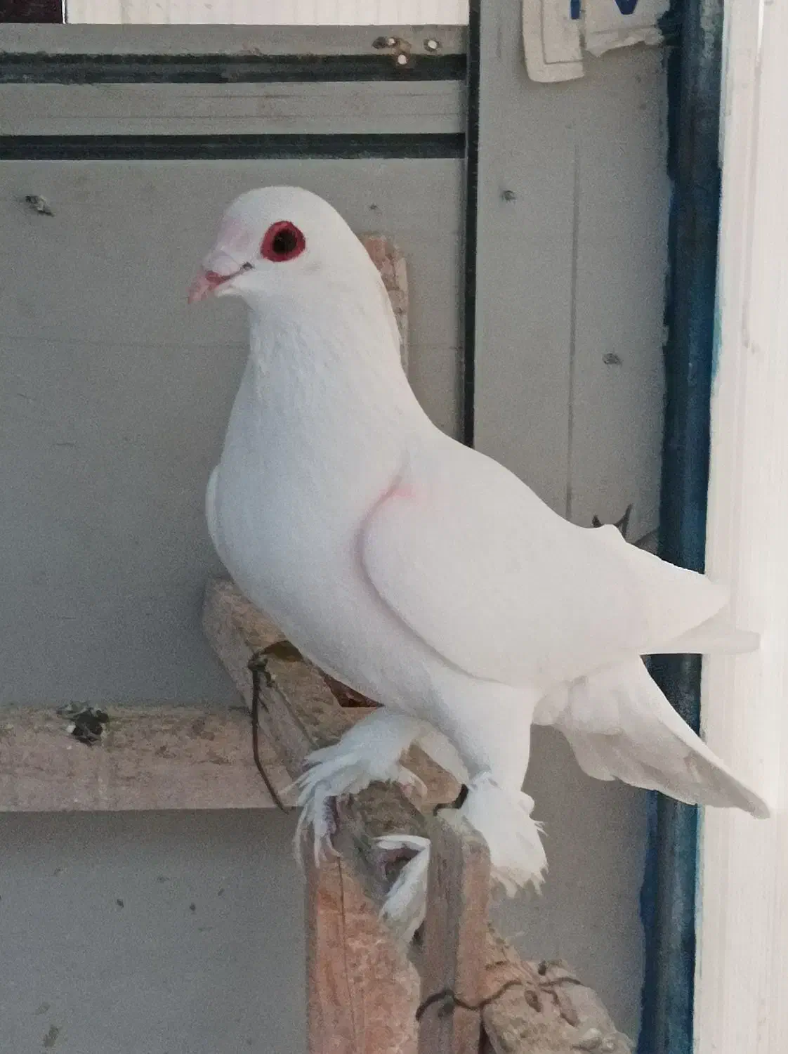 کبوتر|حیوانات|تبریز, |دیوار