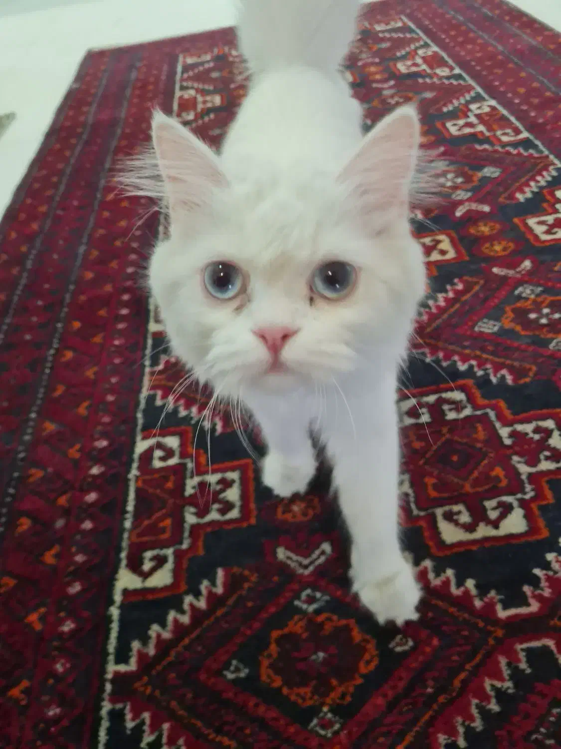 گربه پرشین سفید|گربه|مشهد, خرمشهر|دیوار