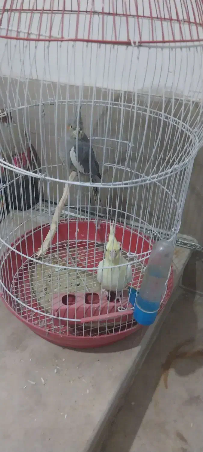 یک جفت عروس هلندی ویک جفت طوطی برزیلی برای فروش|پرنده|باغستان, |دیوار