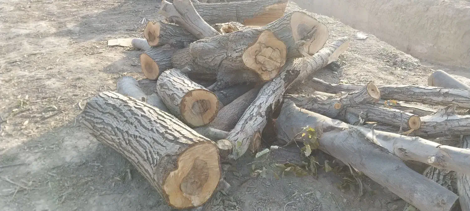 خرید چوب باغات|خدمات باغبانی و درختکاری|چناران, |دیوار