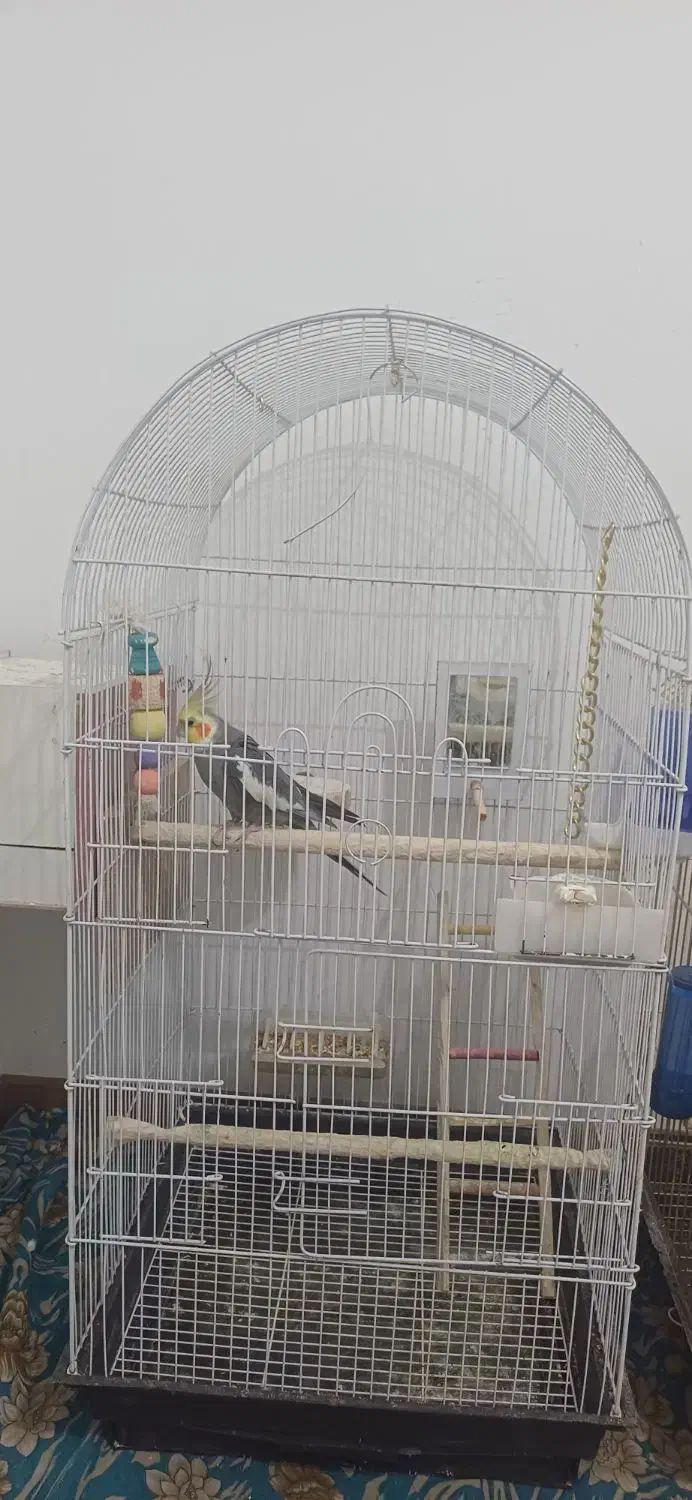 یک جفت عروس هلندی با5تخم|پرنده|اصفهان, دانشگاه اصفهان|دیوار