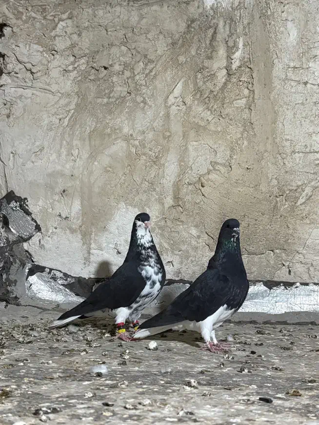 نر و ماده خشرنگ|پرنده|کازرون, |دیوار