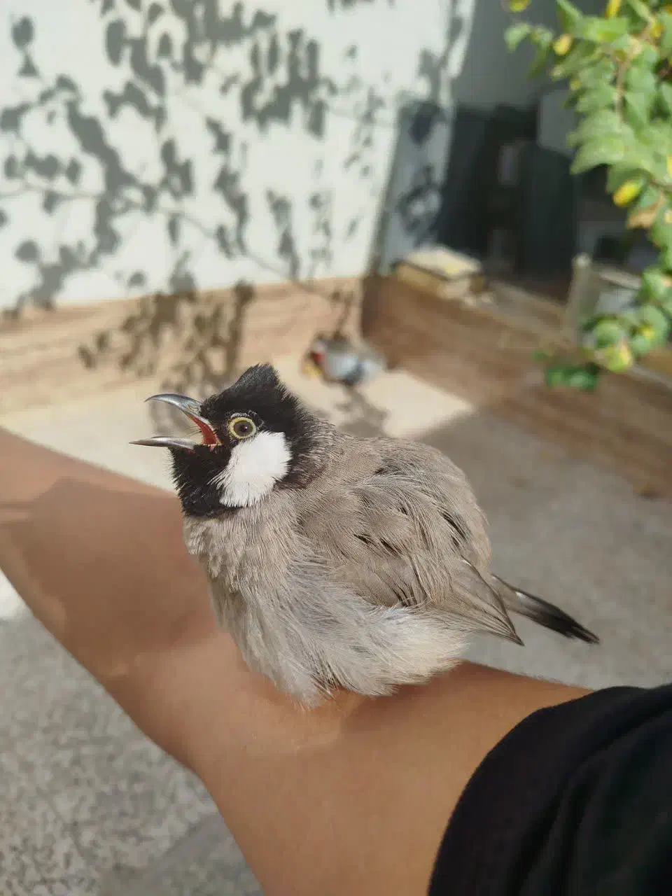 گمشده|حیوانات|سوسنگرد, |دیوار