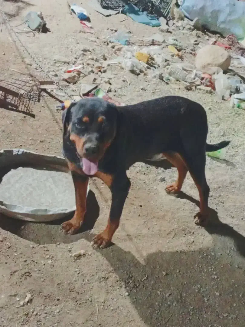 این سگ دوزیدن هرکسی که دوزرامعرفی کند|حیوانات|بند زرک, |دیوار