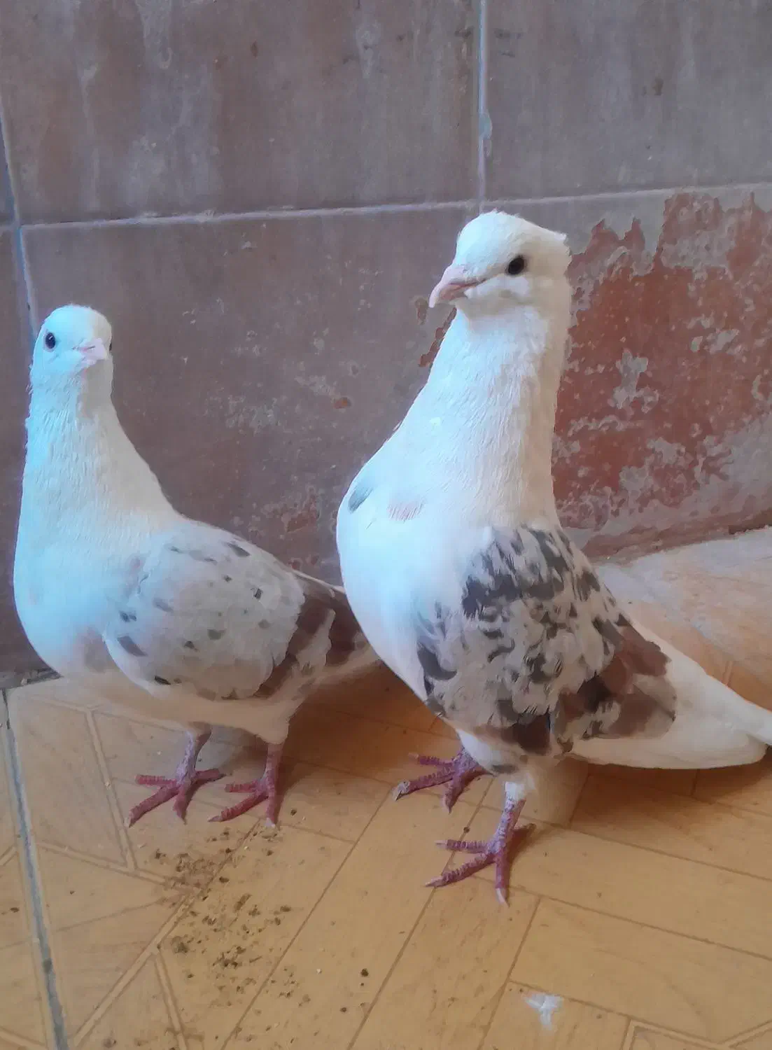 فروش کبوتر|پرنده|چگنی, |دیوار