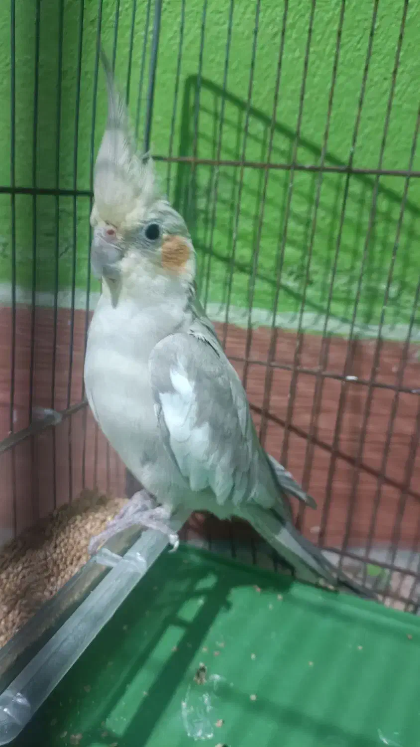 عروس هلندی|پرنده|دهدشت, |دیوار