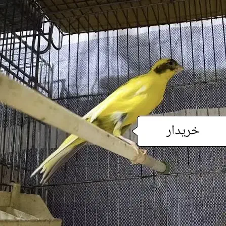 قناری|پرنده|بروجن, |دیوار