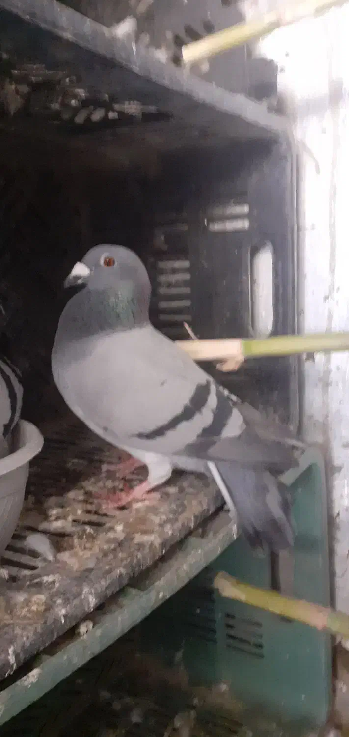 مسافتی|پرنده|خان ببین, |دیوار