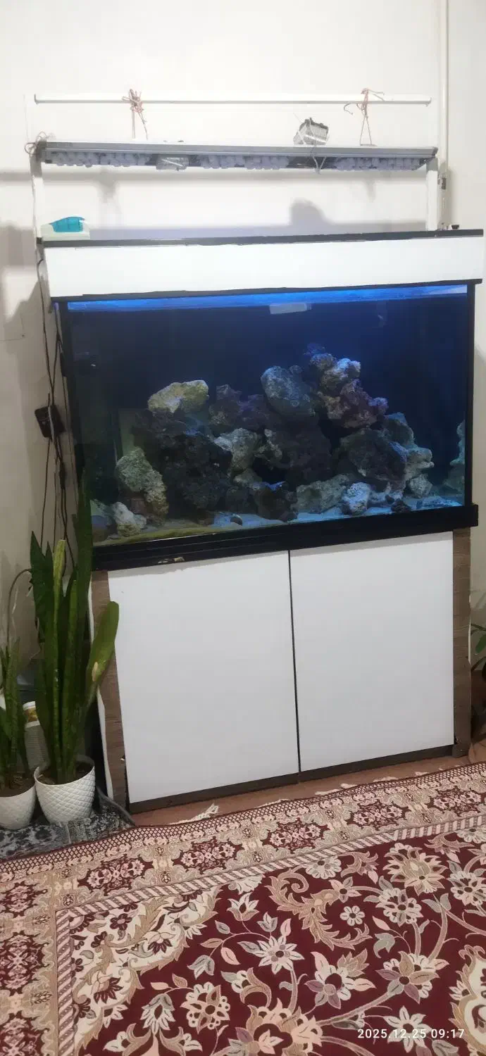 فروش آکواریوم|ماهی|باسمنج, |دیوار