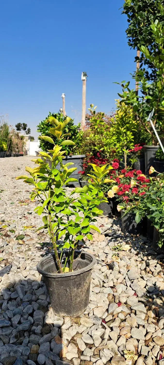 شمشاد طلایی سطل ۳|گل و گیاه طبیعی|شهریار, شهریار|دیوار