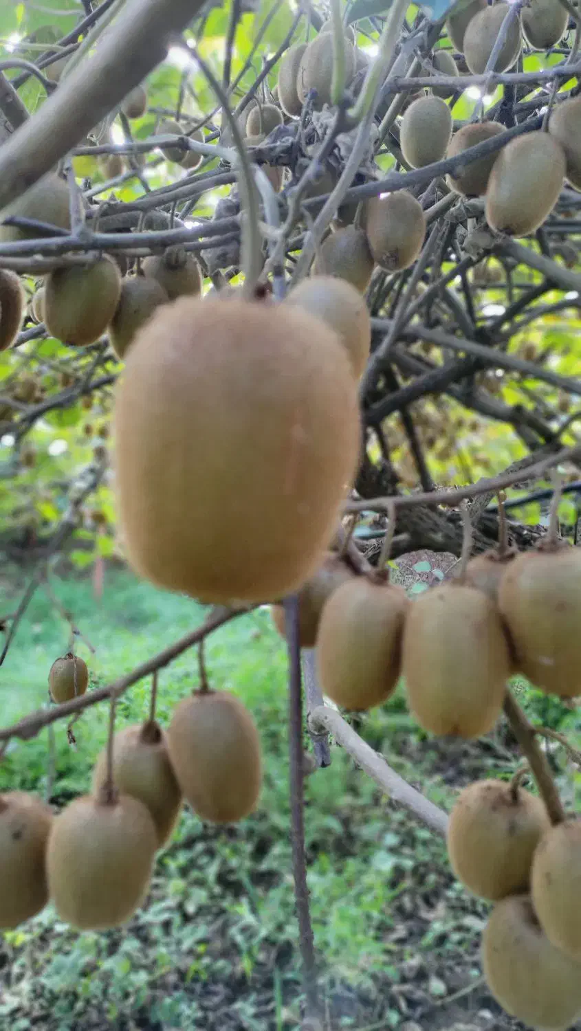 کیوی هایوارد|خوردنی و آشامیدنی|چابکسر, |دیوار