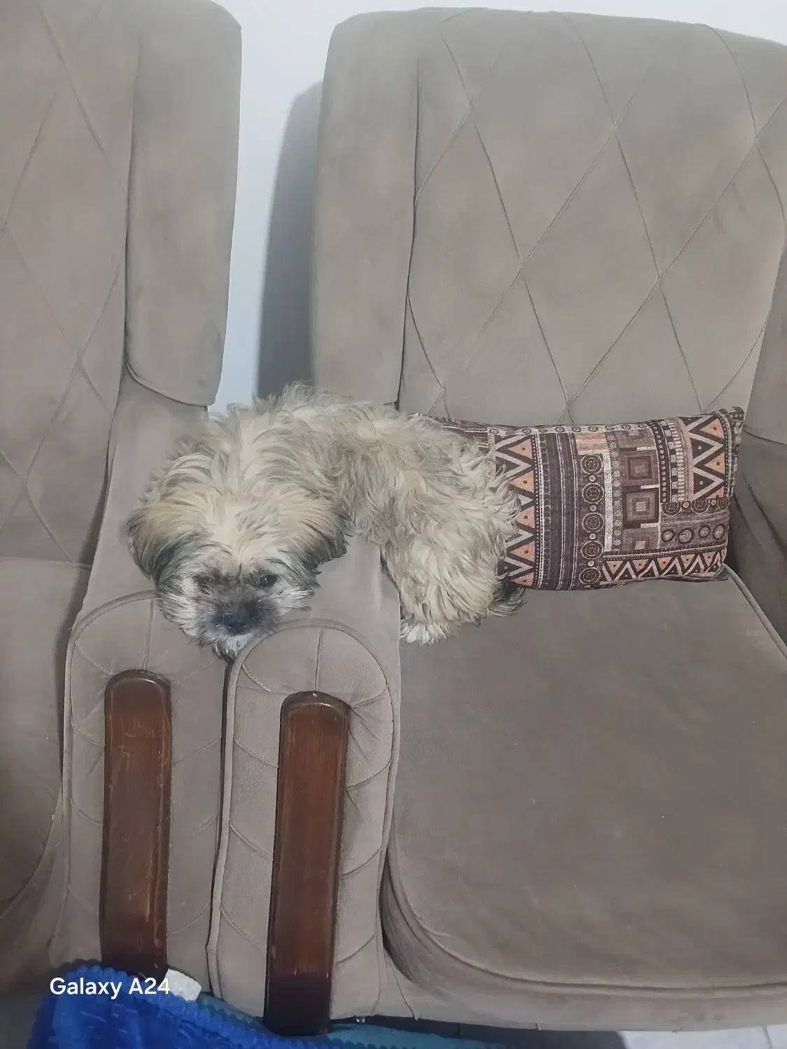 پت خونگی|سگ|پاکدشت, پاکدشت (مامازند)|دیوار