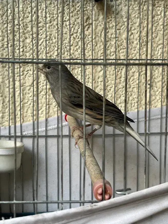 قناری نروماده|پرنده|تهران, جیحون|دیوار