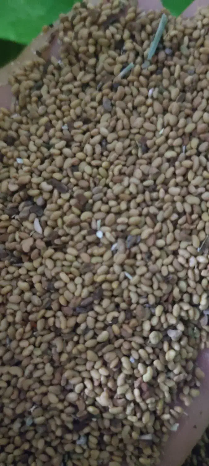 بذر یونجه همدان|خدمات باغبانی و درختکاری|انگوت, |دیوار