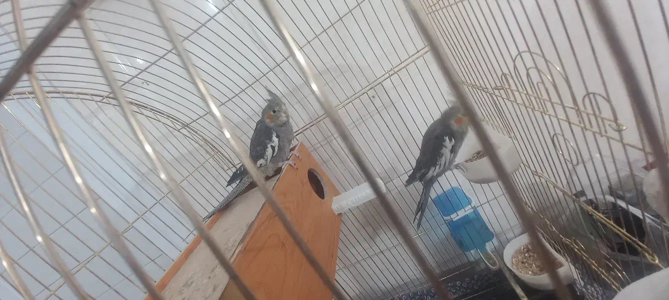 عروس هلندی|پرنده|زاهدان, |دیوار