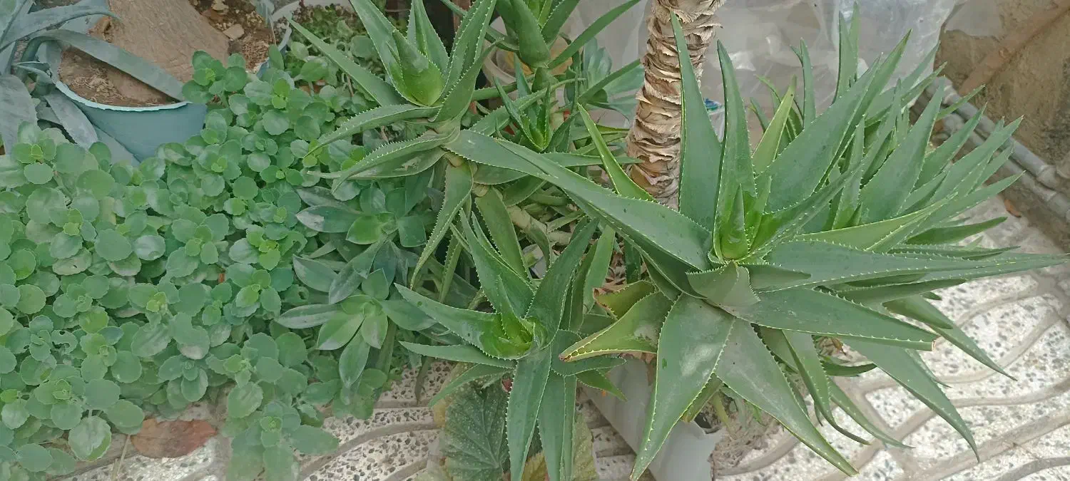 فروش انواع گل و قلمه با نازلترین قیمت|گل و گیاه طبیعی|مینودشت, |دیوار