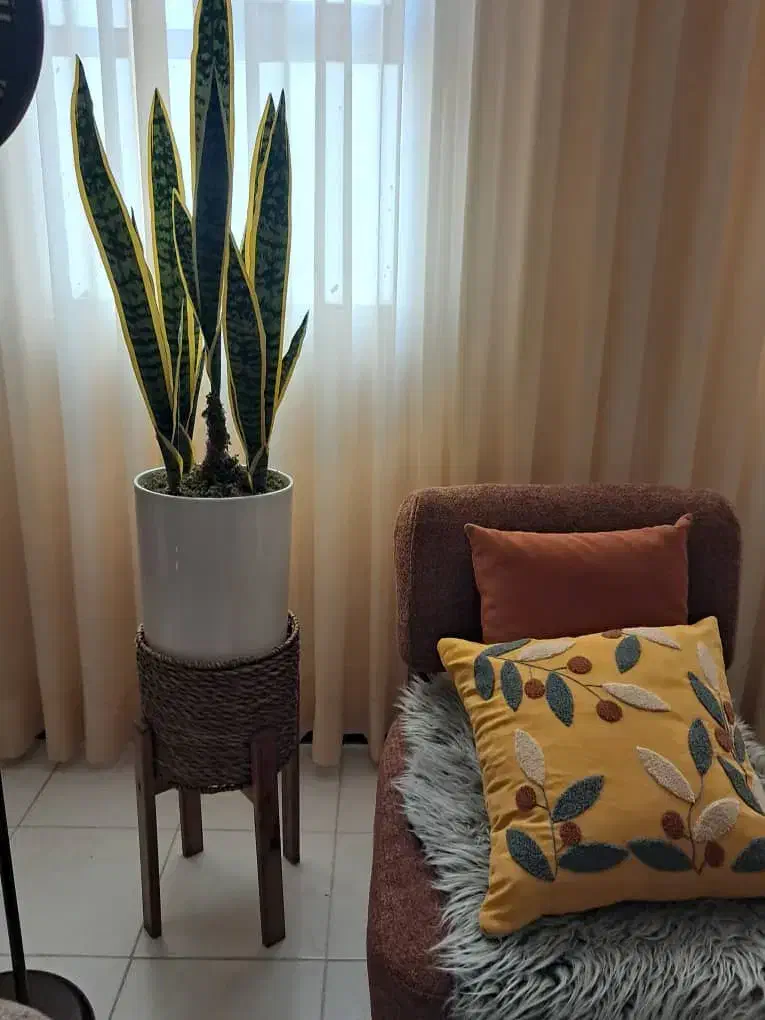 گل و گلدان سانسوریا|گل و گیاه طبیعی|کرج, بنیاد|دیوار