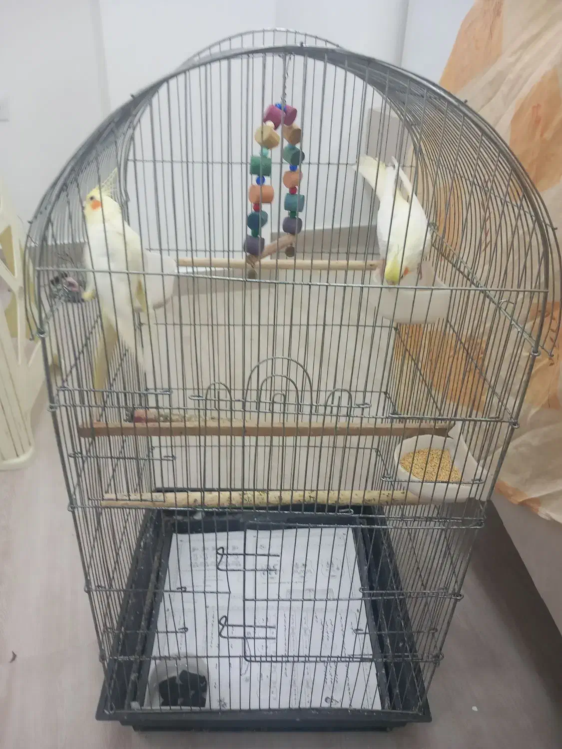 عروس هلندی همراه با قفس|پرنده|آستارا, |دیوار