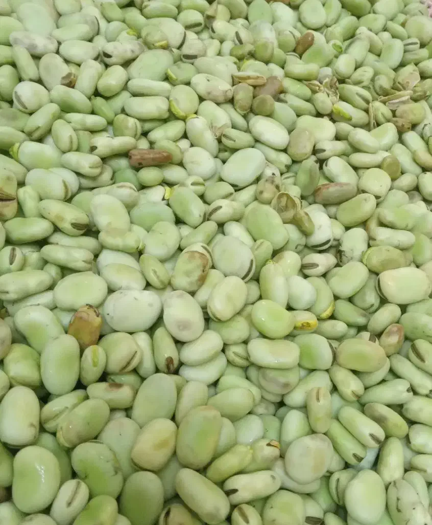 باقالی تازه ازهر3مدل موجوداست|خوردنی و آشامیدنی|مشهد, رضاشهر|دیوار