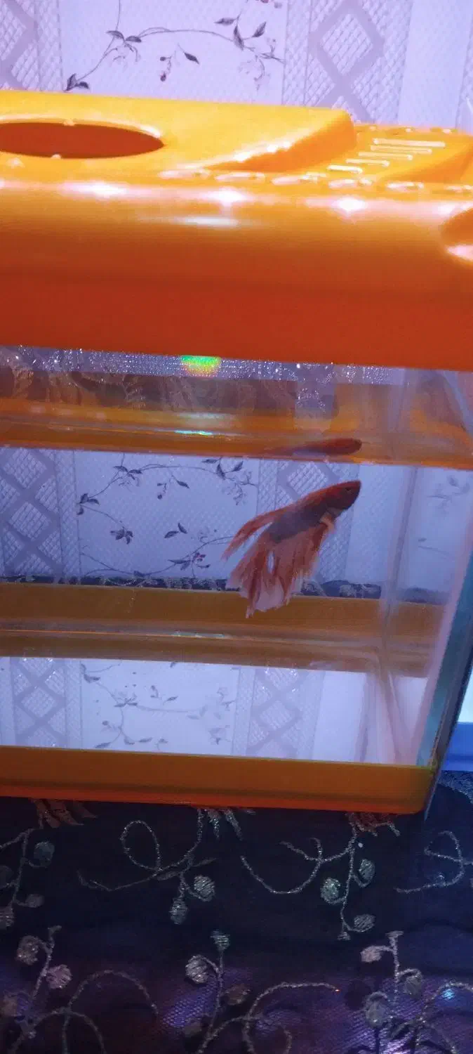 آکواریوم تعدا محدود همراه با ماهی|ماهی|آبادان, |دیوار