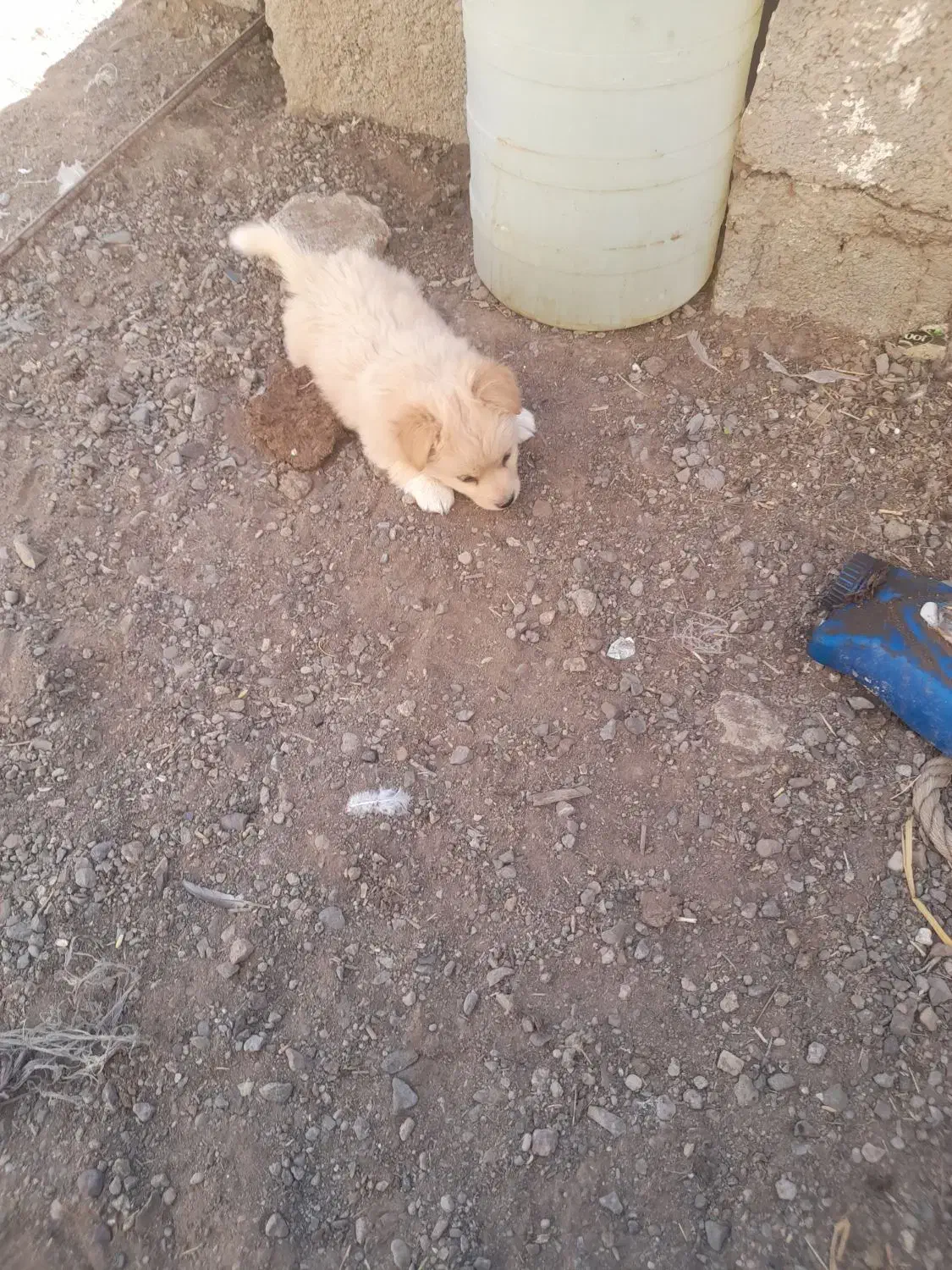 پاکوتاه مینیاتوری نر ریز اصیل نژاد دار جیبی|سگ|میانه, |دیوار