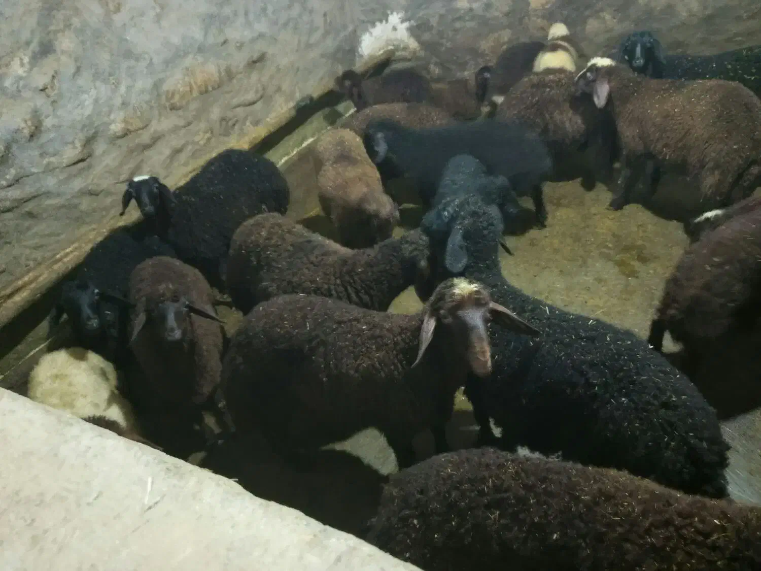 بره نر|حیوانات مزرعه|دهگلان, |دیوار