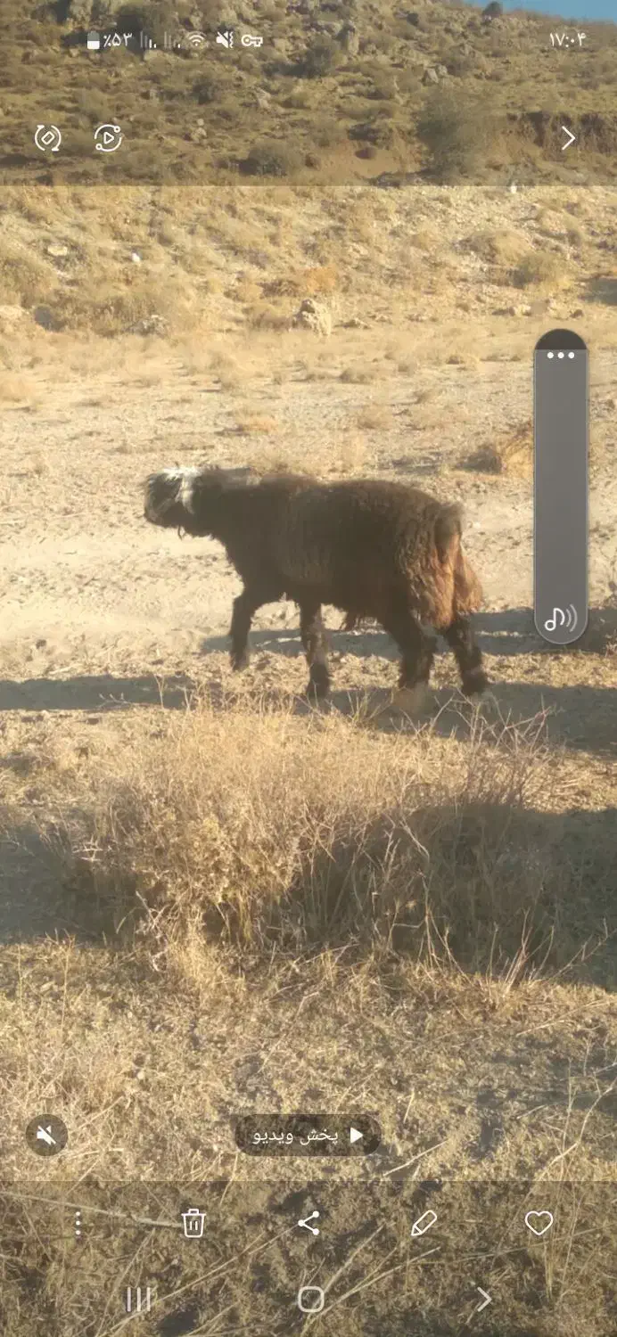 بره قوچی همچی تمام گوش دولا|حیوانات مزرعه|شیراز, فرهنگ شهر|دیوار