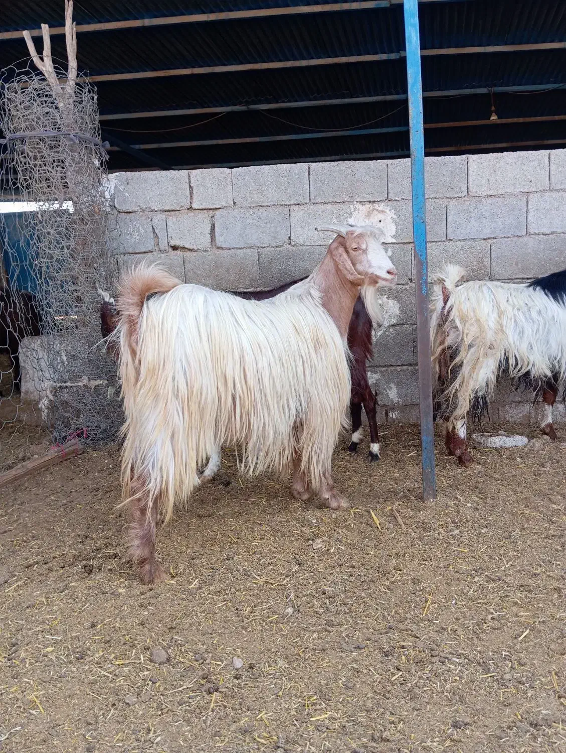 بز ابستن|حیوانات مزرعه|برازجان, |دیوار