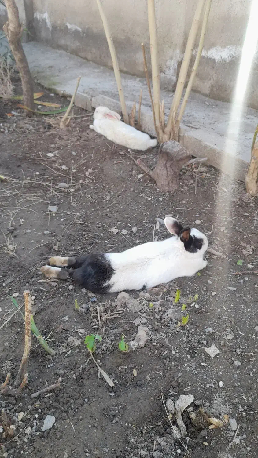 خرگوش|موش و خرگوش|نیشابور, مازول|دیوار