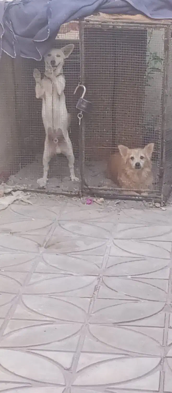 سگ پاکوتاه شیواوا|سگ|بم, |دیوار