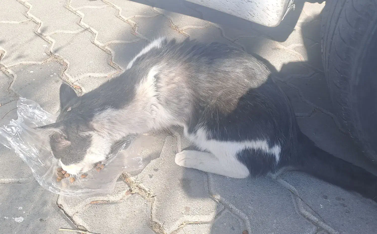 گربه|گربه|اردبیل, |دیوار