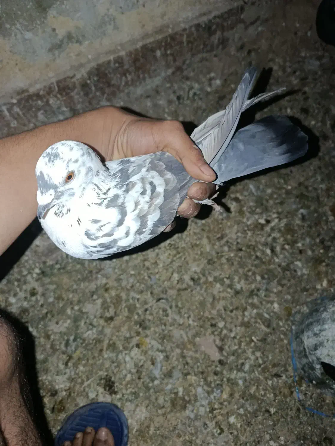 کفتر کرمونی|پرنده|سیرجان, |دیوار