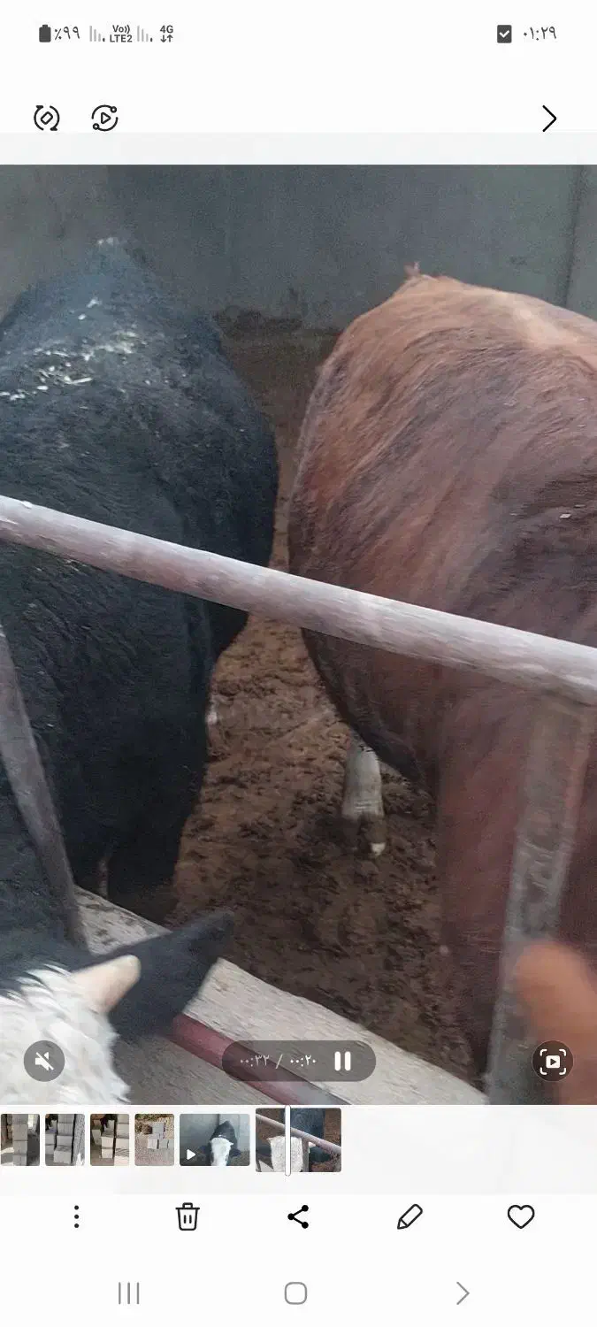 گوساله نر چاق|حیوانات مزرعه|ساوه, |دیوار