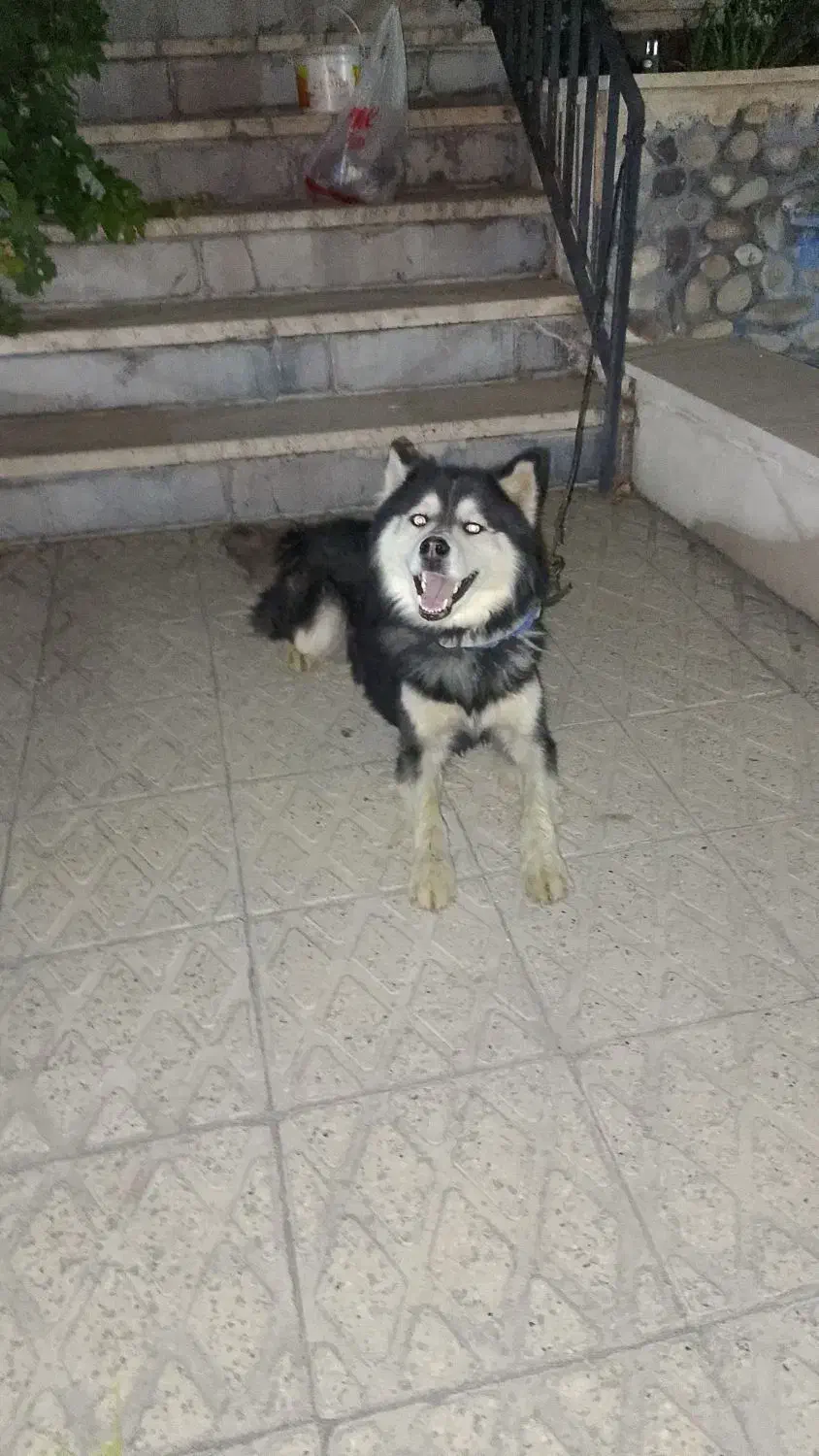 سگ هاسکی لوس و کاملا حرف گوش کن|سگ|رودهن, |دیوار