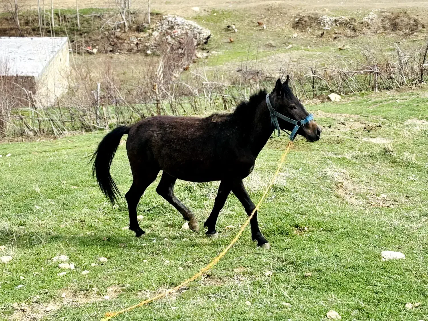 اسب|اسب و تجهیزات اسب‌سواری|سیلوانه, |دیوار