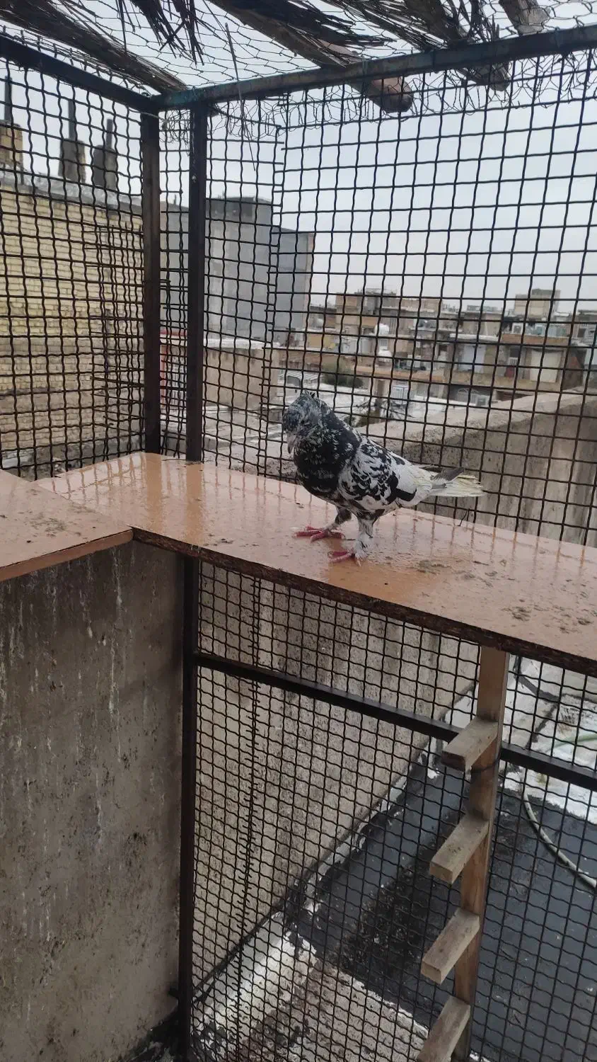 کفترسرور دم سفید|پرنده|شیراز, کوشک میدان|دیوار