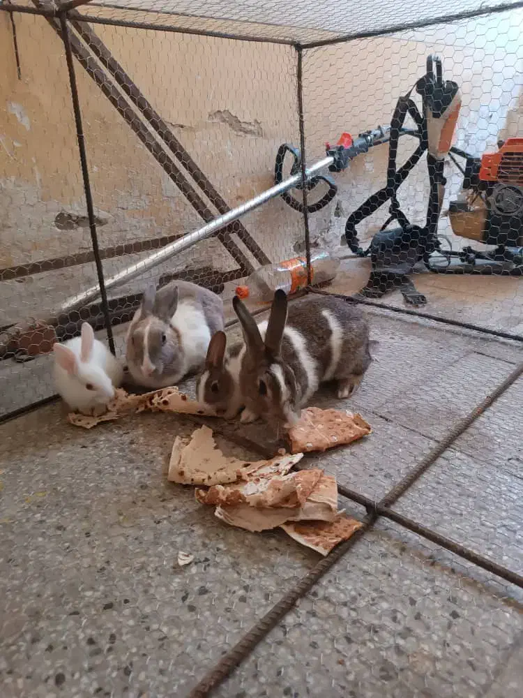 خرگوش|موش و خرگوش|اشکنان, |دیوار