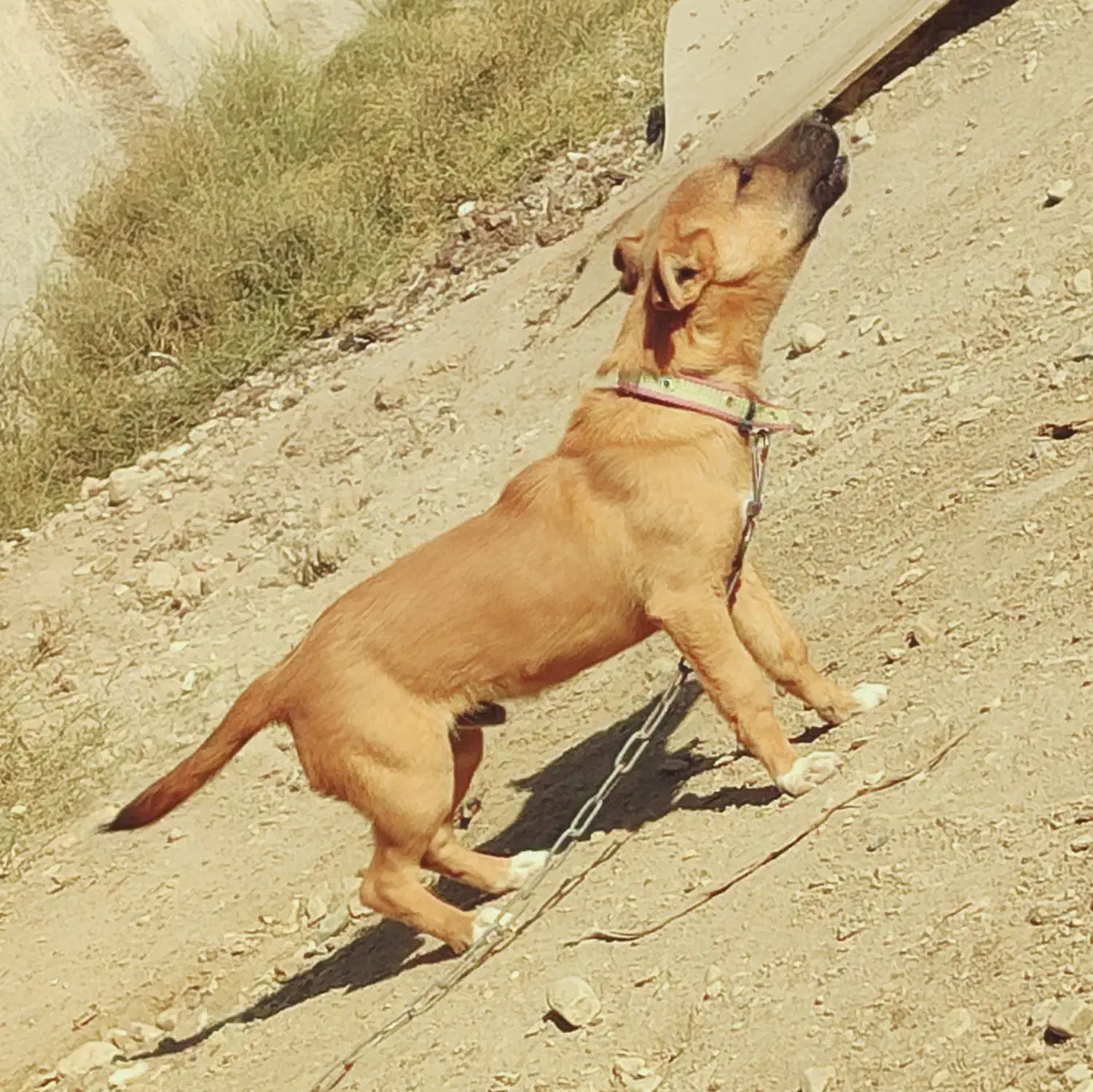 سگ پاکوتاه|سگ|احمدآبادمستوفی, |دیوار