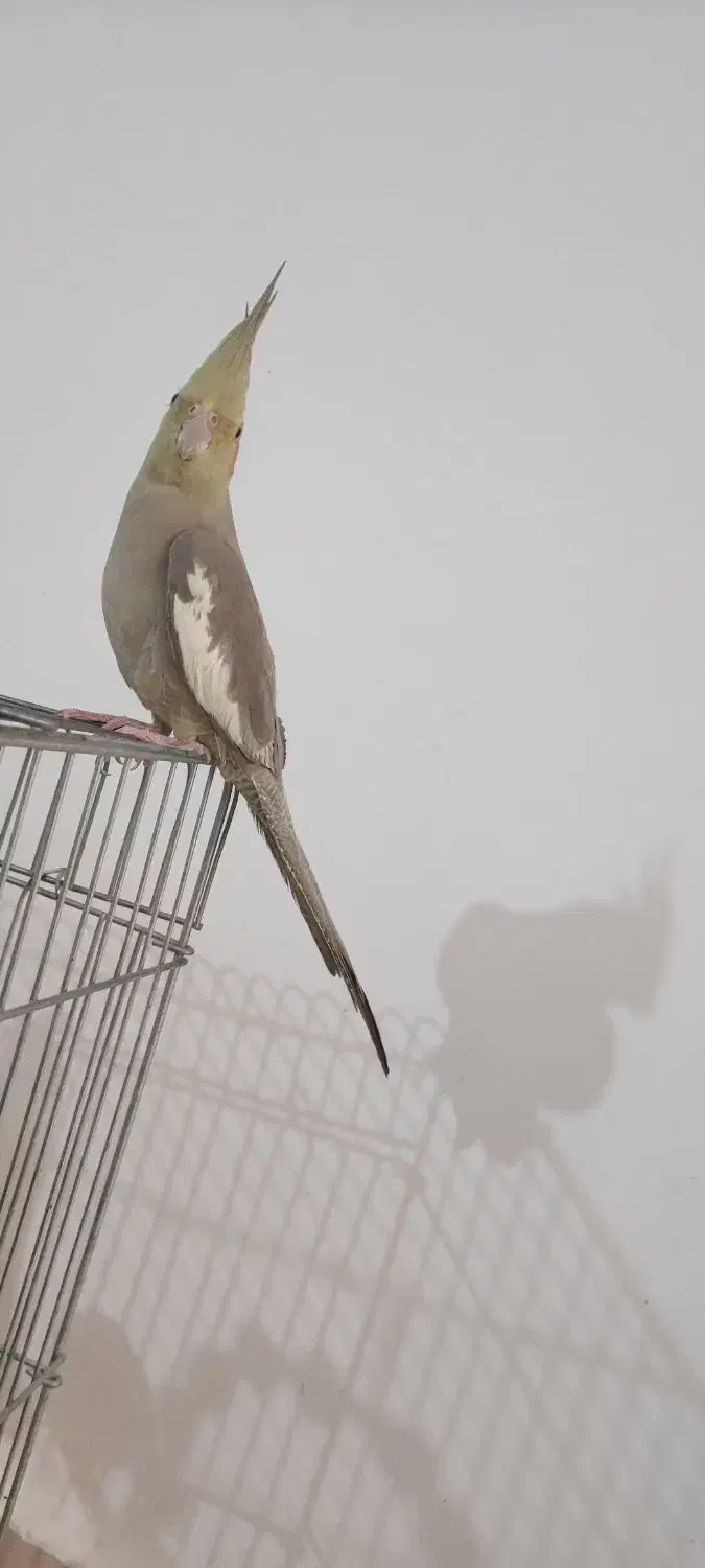 عروس هلندی|پرنده|قم, تعویض پلاک|دیوار