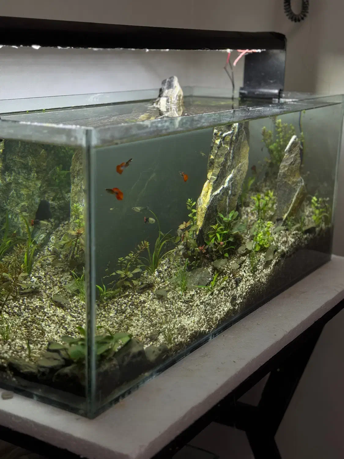 اکواریوم پلنت گیاهی|ماهی|تبریز, |دیوار