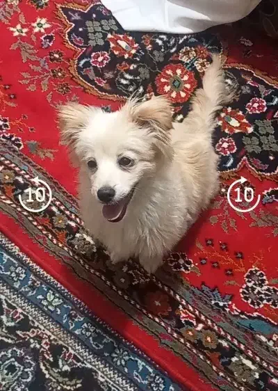 واگذاری سگ|سگ|چناران, |دیوار