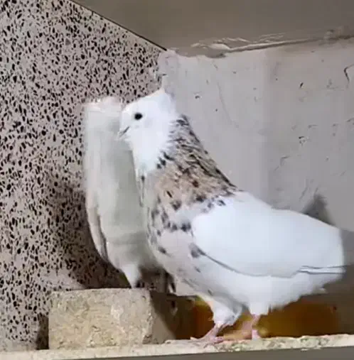 طوقی|پرنده|شاهینشهر, الهیه|دیوار