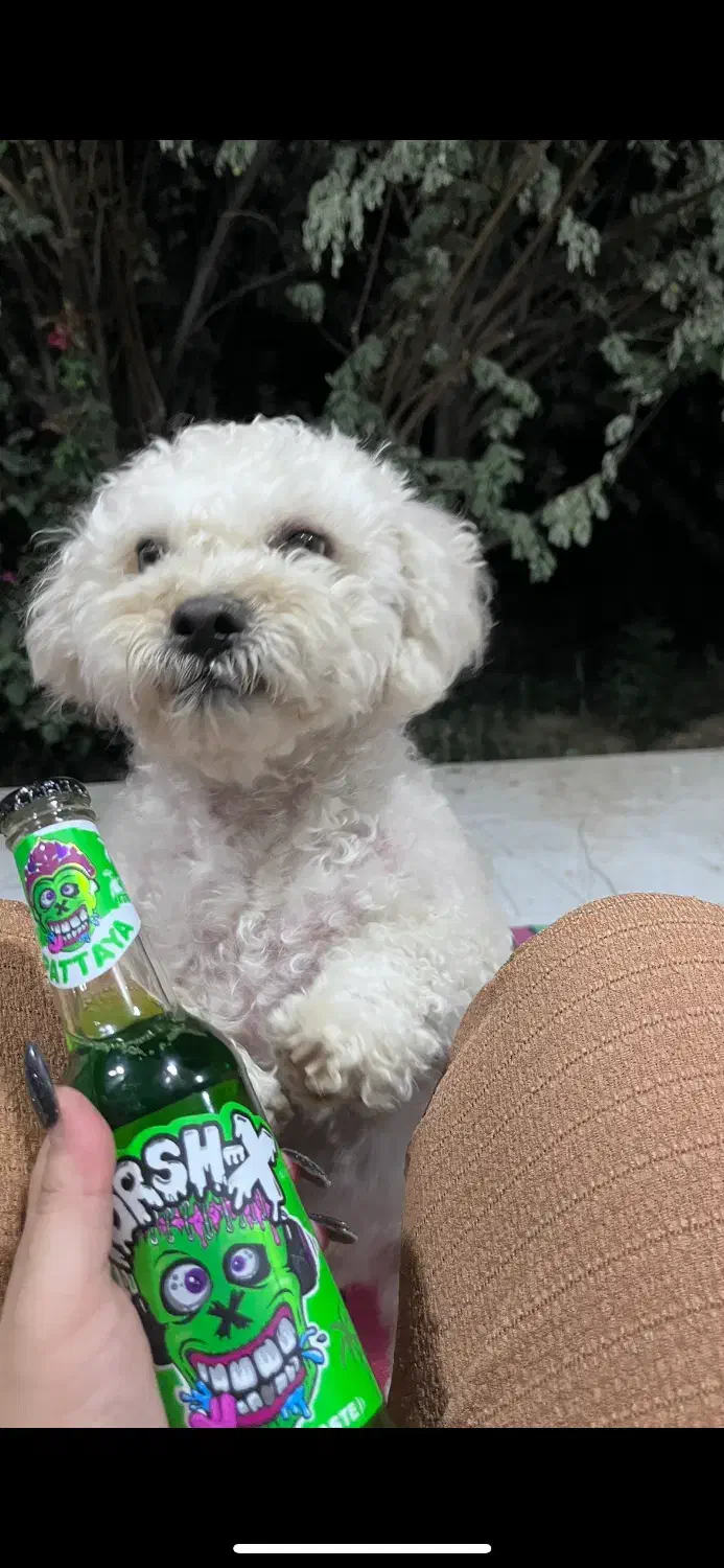 سگ آماده جفتگیری|سگ|مهریز, |دیوار