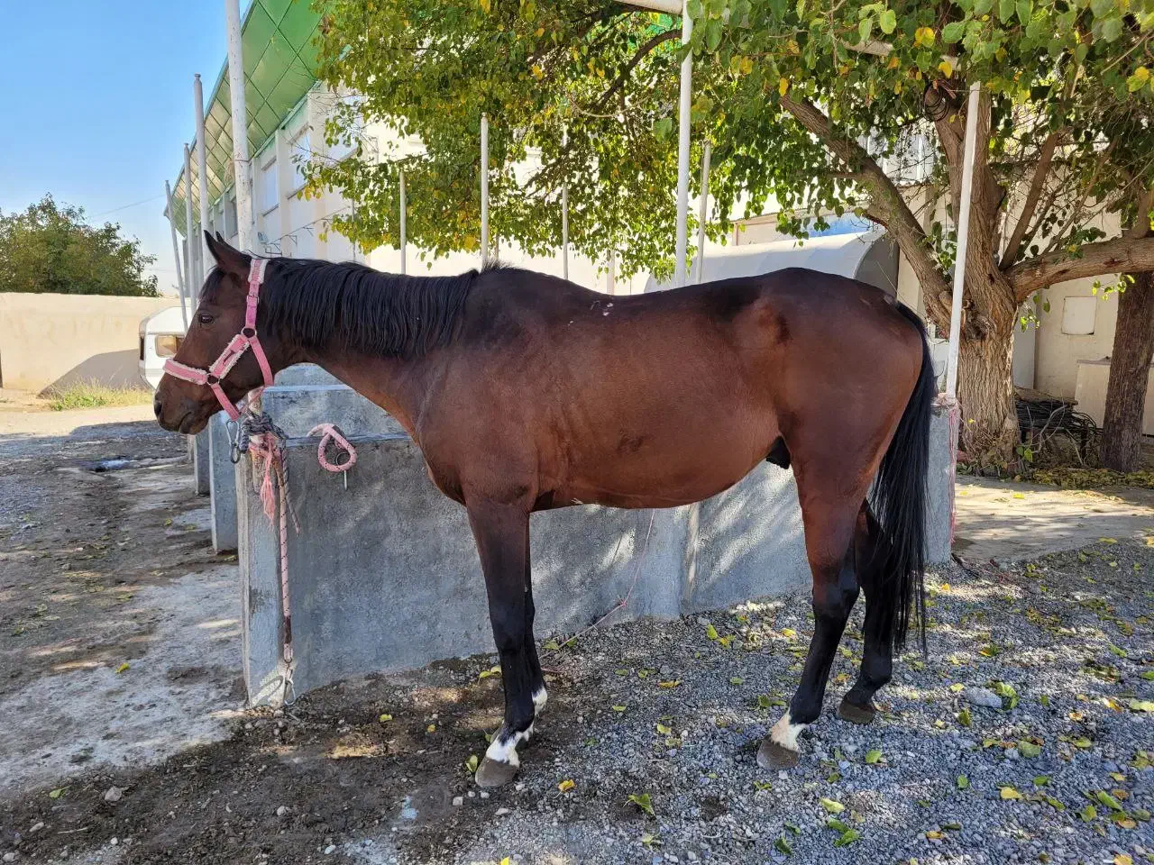 فروش اسب ایرانی|اسب و تجهیزات اسبسواری|مشهد, کوثر|دیوار