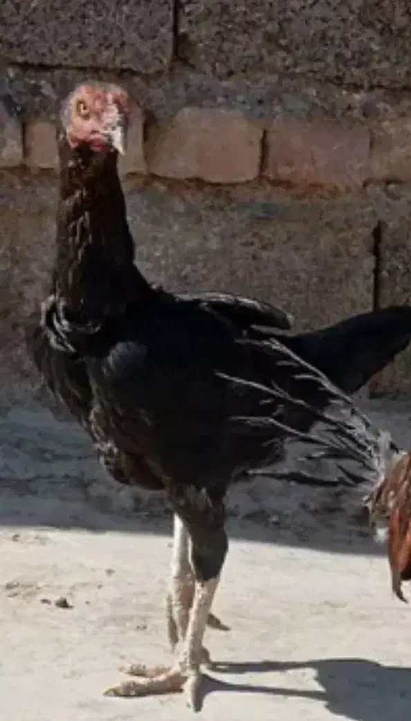ماده مرغ افغانی اصیل|حیوانات مزرعه|دامن, |دیوار