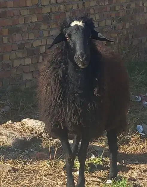 گوسفندجوان چاق|حیوانات مزرعه|کرج, کمال‌شهر|دیوار