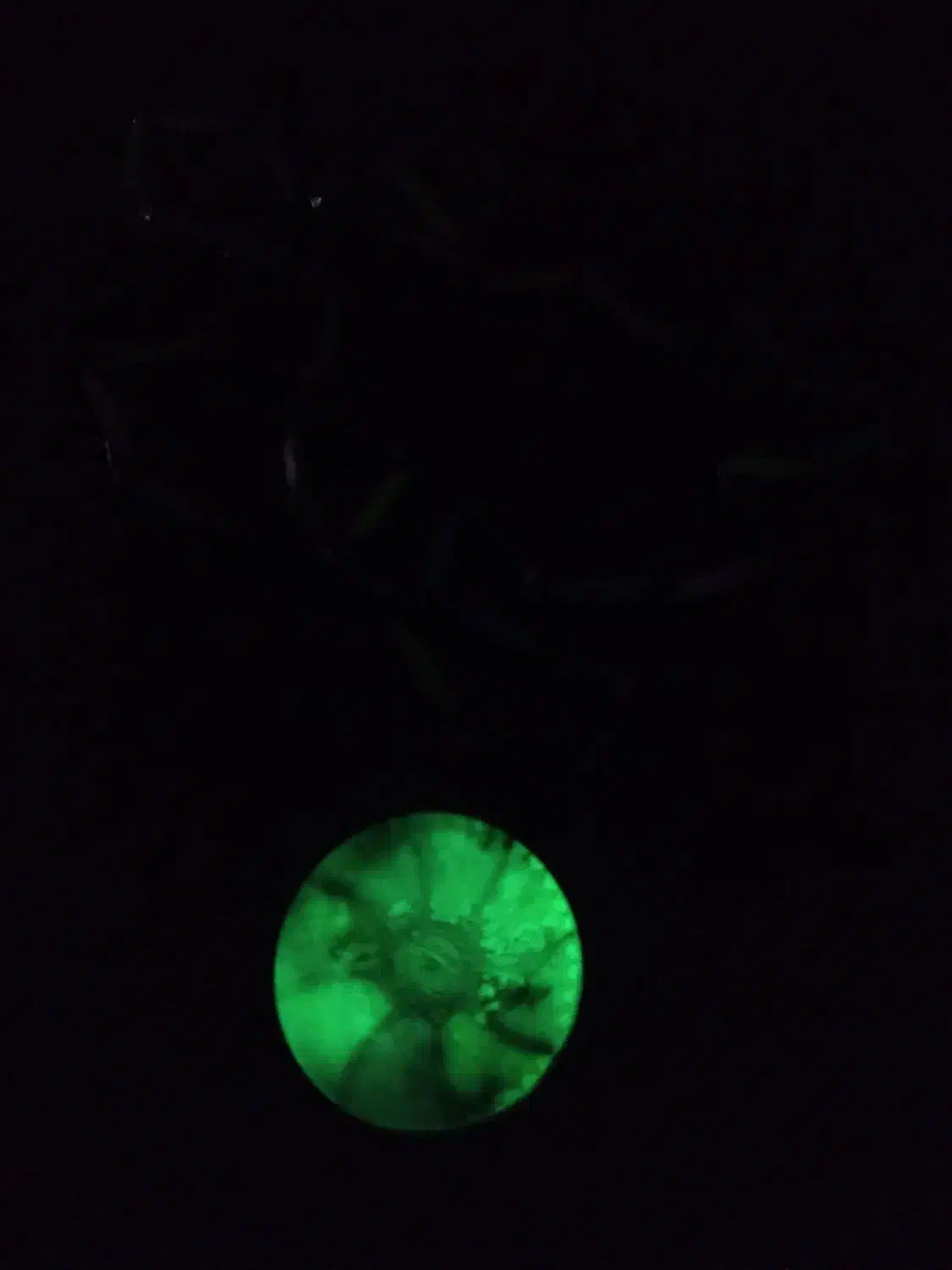 گردنبند شب نما|بدلیجات|خرمدره, |دیوار