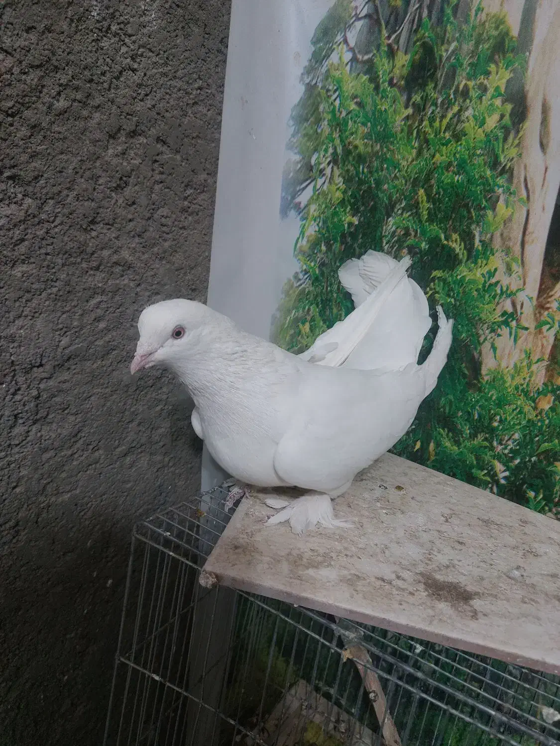 کبوتر ماده|پرنده|شهرکرد, |دیوار